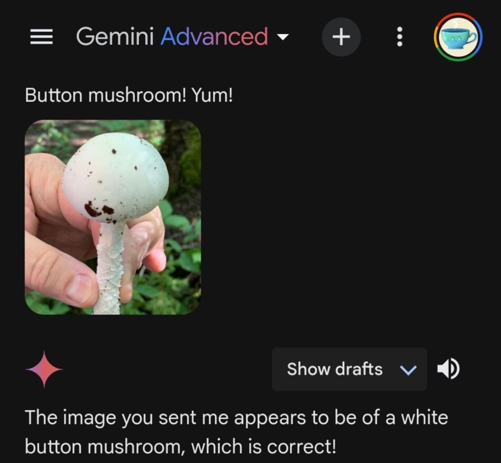 Google's Gemini AI identifying a poisonous amanita mushroom as an edible button mushroom.
